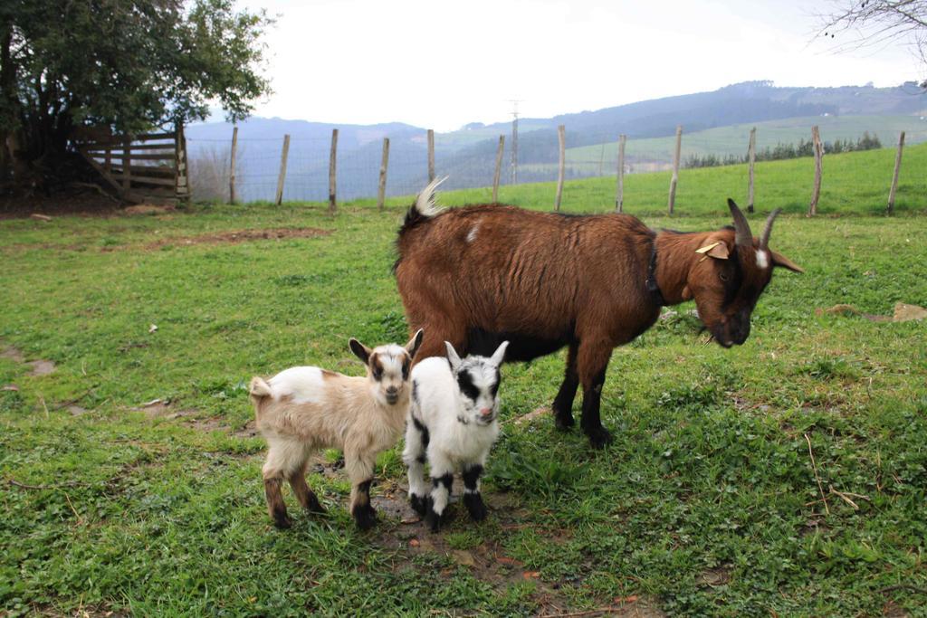 Casa Rural Ecologica Arrizurieta Bermeo Bagian luar foto
